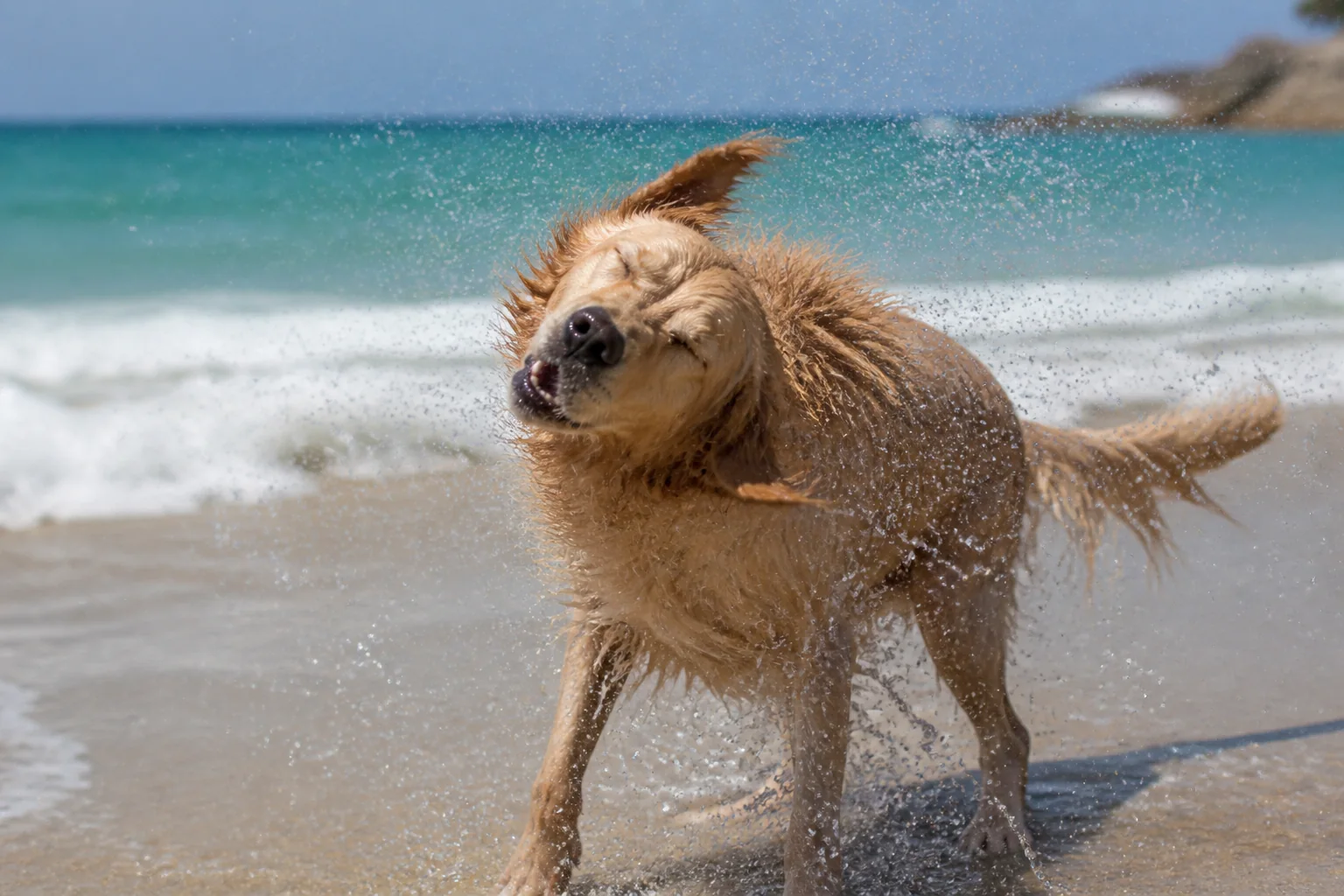 Golden retriever shaking sparkling sea water from its coat on a sunny beach