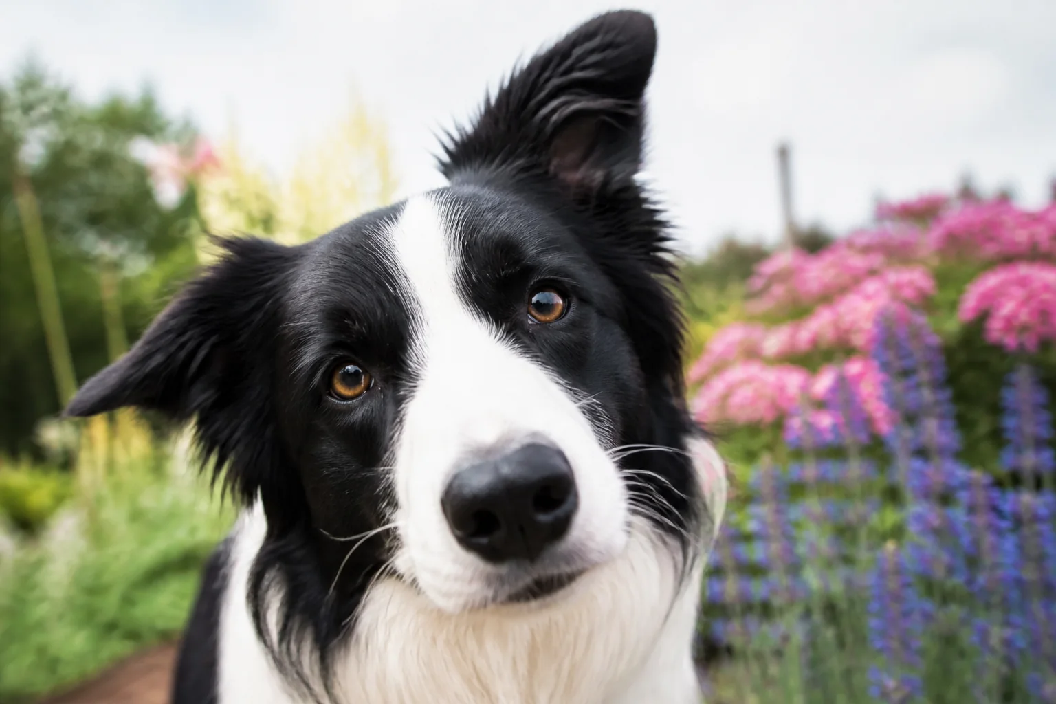 Curious black-and-white border collie leaning toward the camera in a flower garden