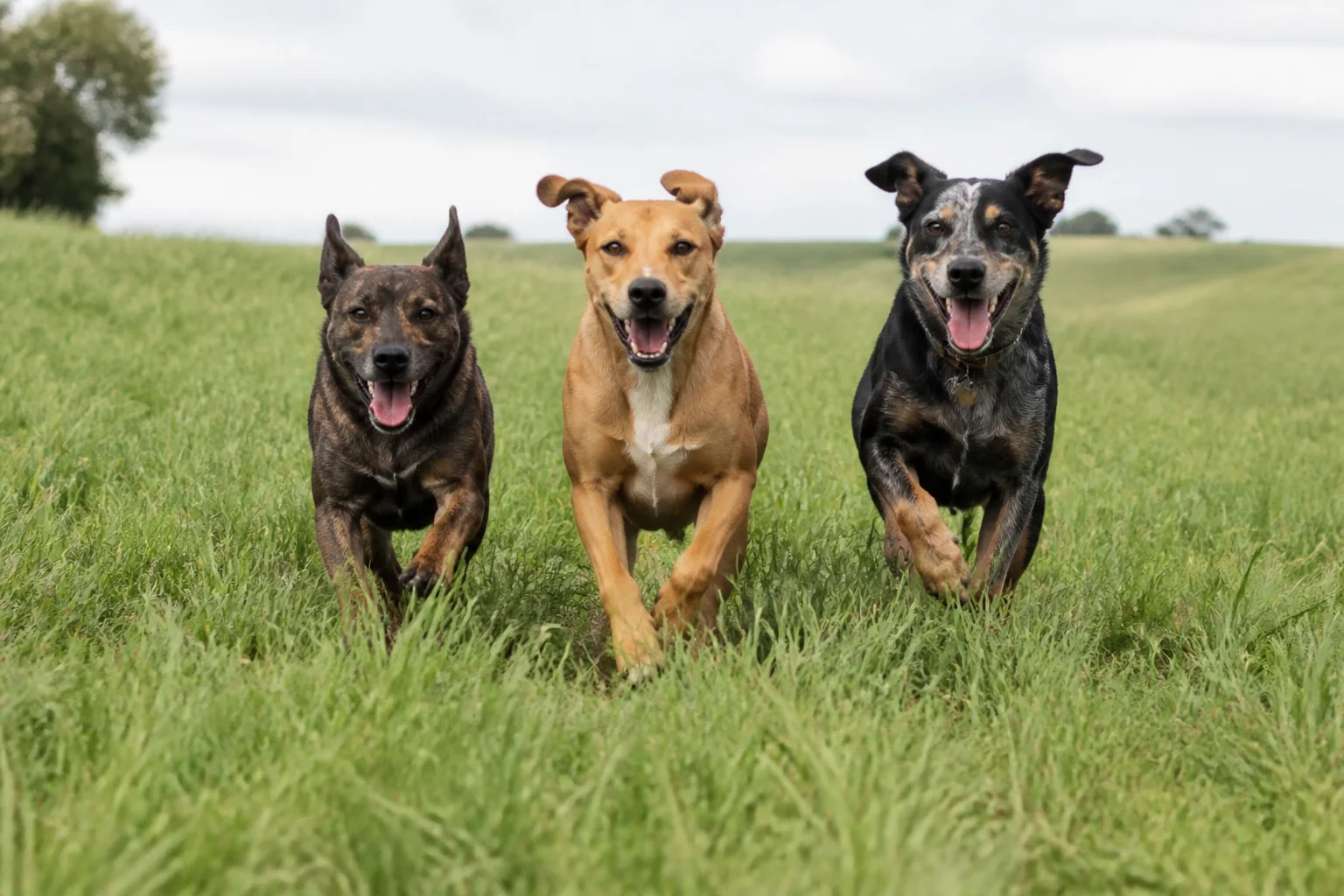 Three mixed-breed dogs running together through tall green grass